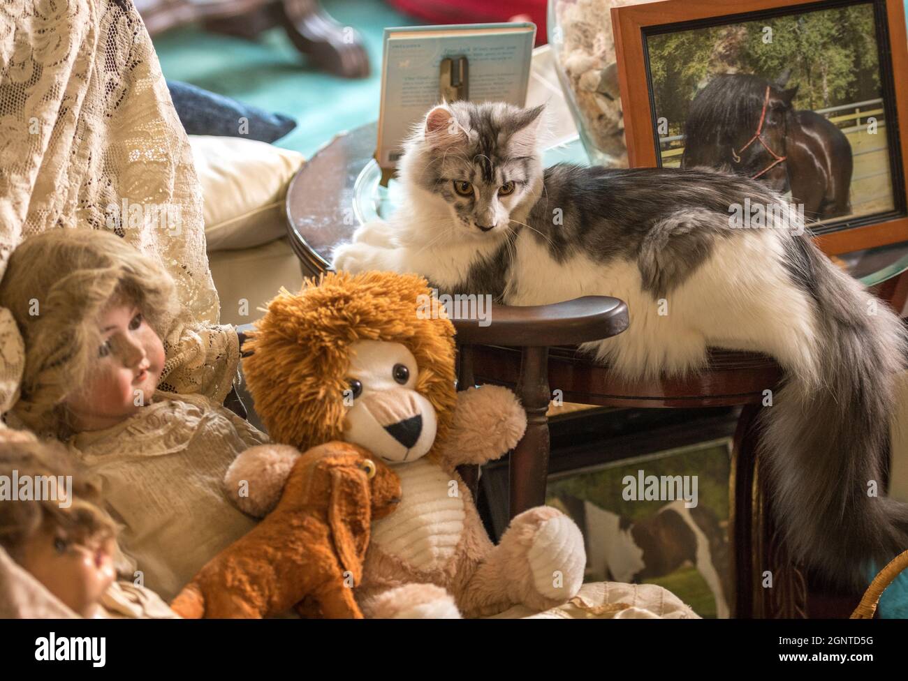 Six month old juvenile female Maine Coon Cat LYING WITH TOY DOLLS Stock Photo