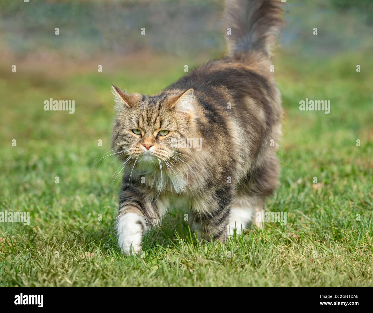 Siberian cat female walks on green grass lawn Stock Photo