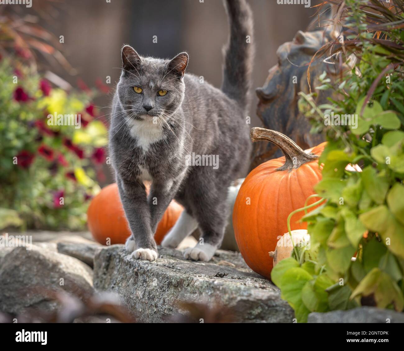 Gray Tuxedo cat standing on stone wall with orange pumpkins Stock Photo