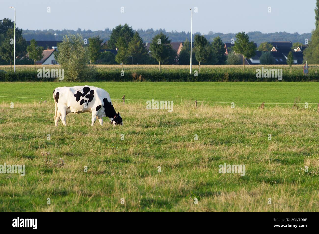 Black and white cow eats grass in a pasture in Arnhem, Netherlands ...