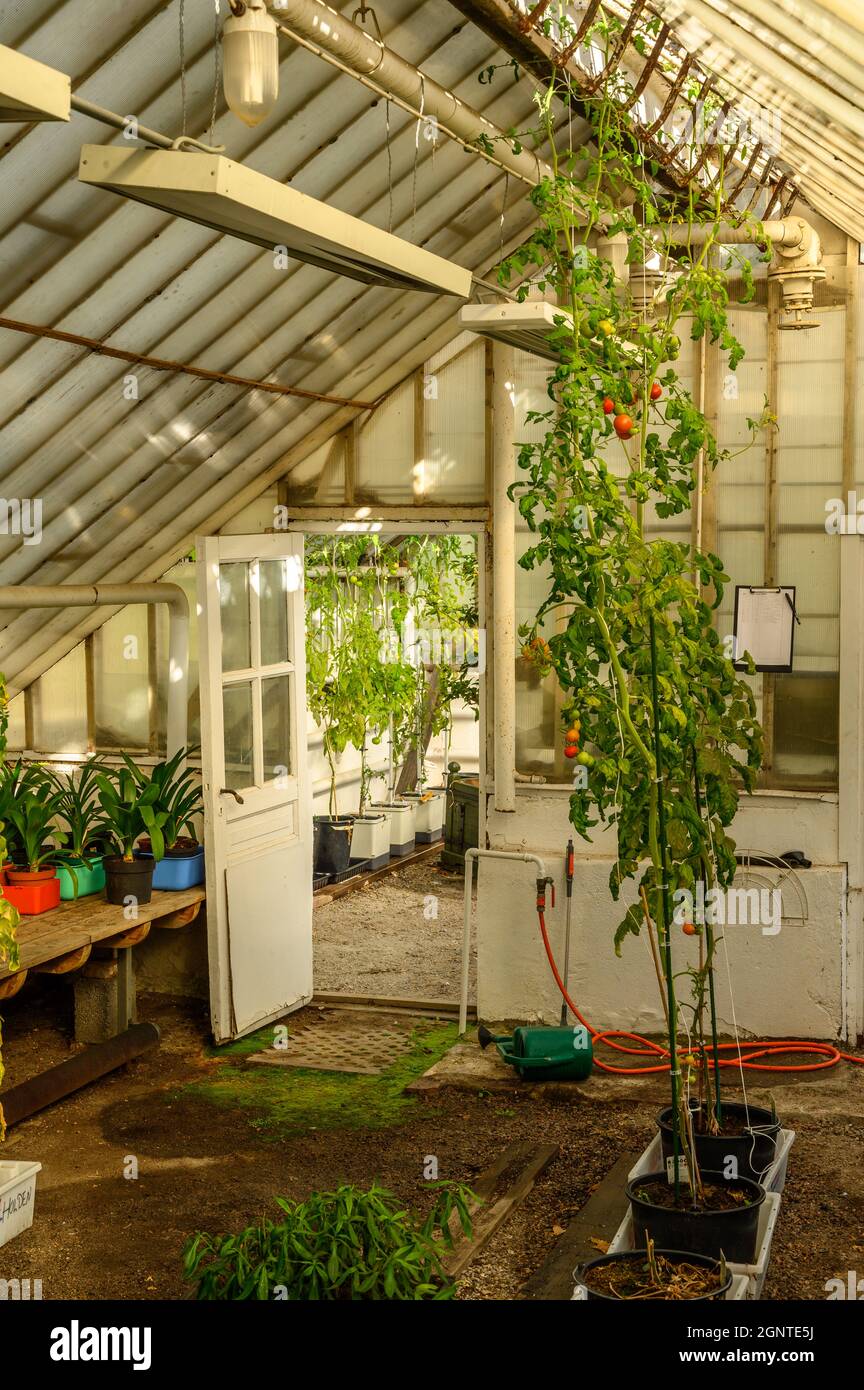 The interior of an old and large greenhouse with tomato plants and plant pots in rural Norway. Stock Photo