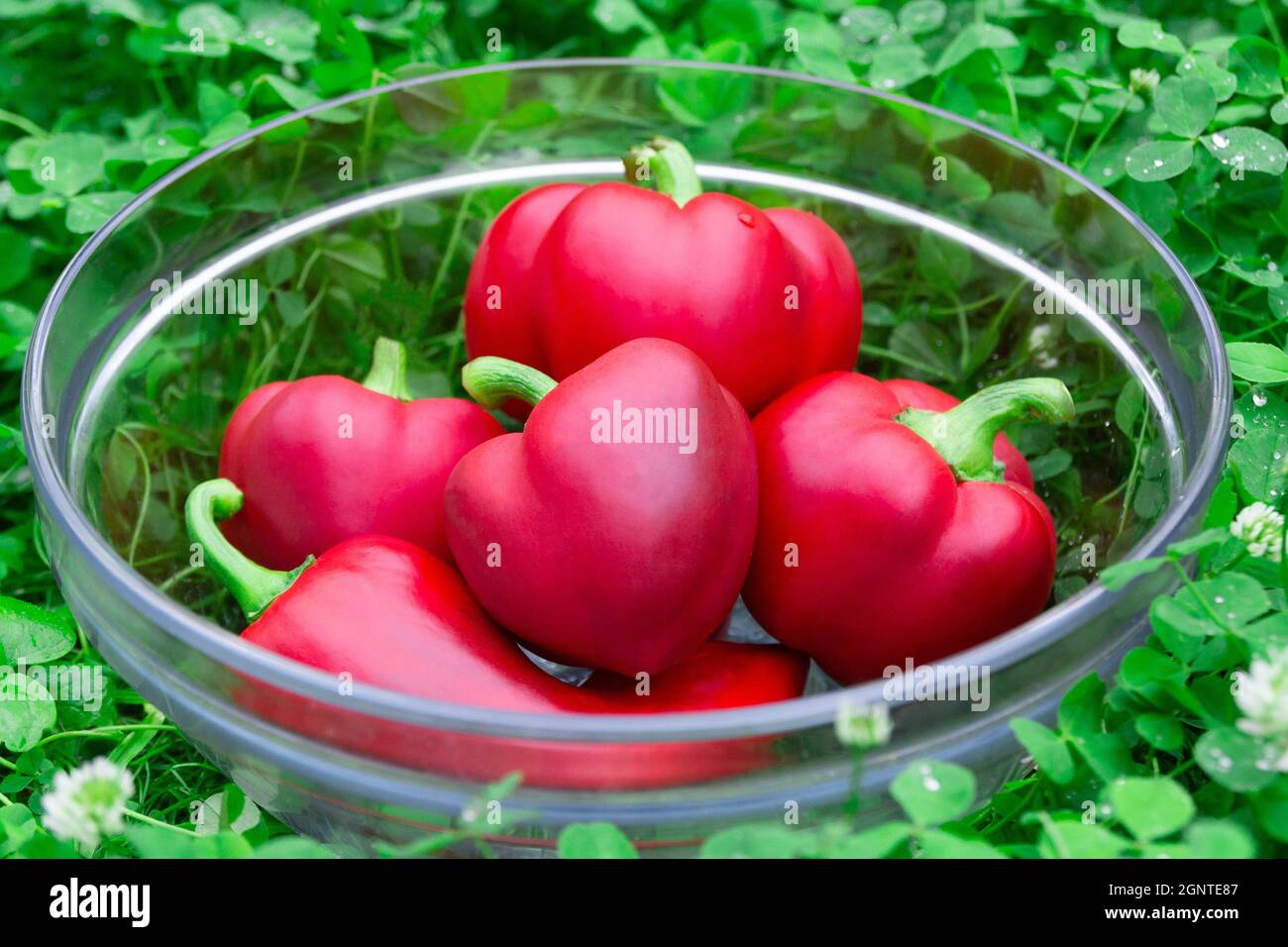 Sweet red peppers in a glass basket on green grass. Vegetables for