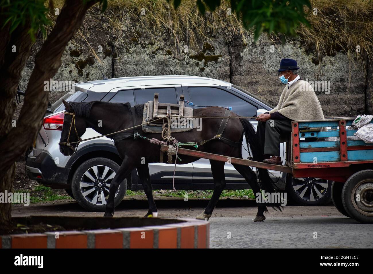 A men wearing a protective face mask rides a horse carry wagon in Cumbal - Nariño, Colombia on August 15, 2021. Stock Photo