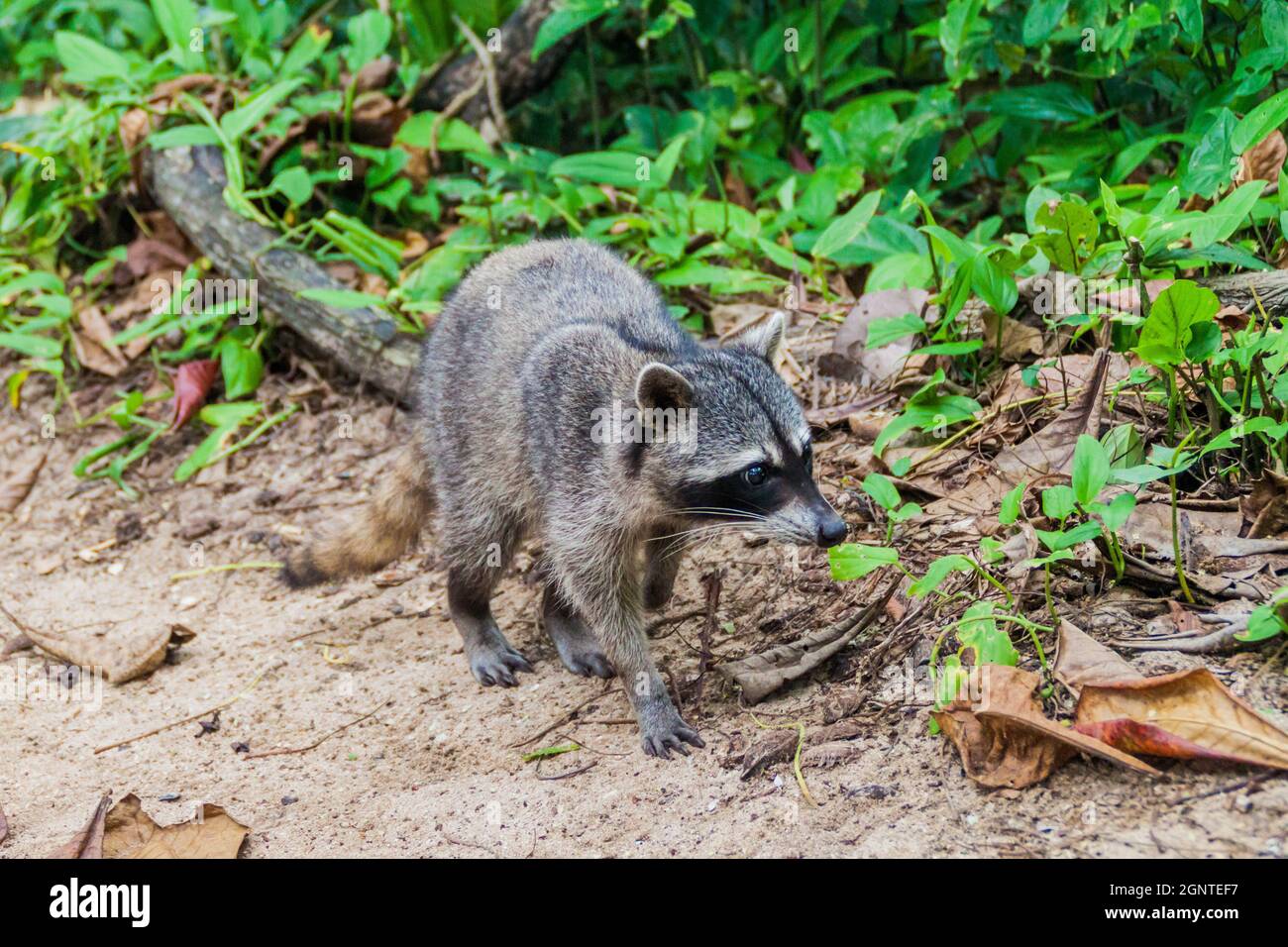 Crabeating raccoon Procyon cancrivorus in Cahuita National Park, Costa