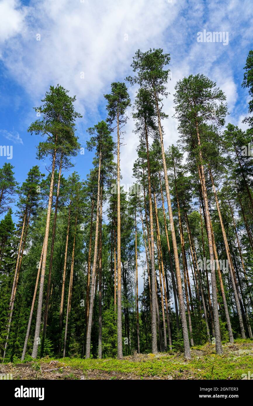 forest with thin, straight, long pines on a blue sky with white clouds ...