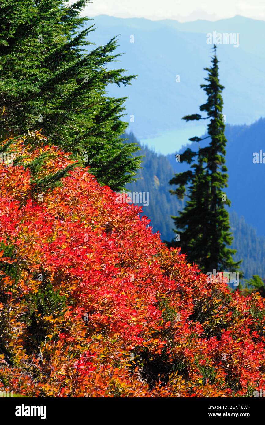 Red foliage glows in fall along the Artist Ridge Trail at Mount Baker in the Pacific Northwest Stock Photo
