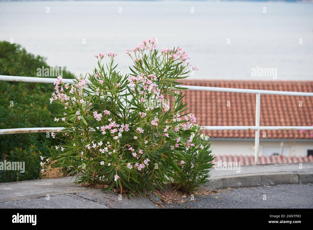 Blooming oleander bush grows out of the asphalt by the road. Struggle concept Stock Photo