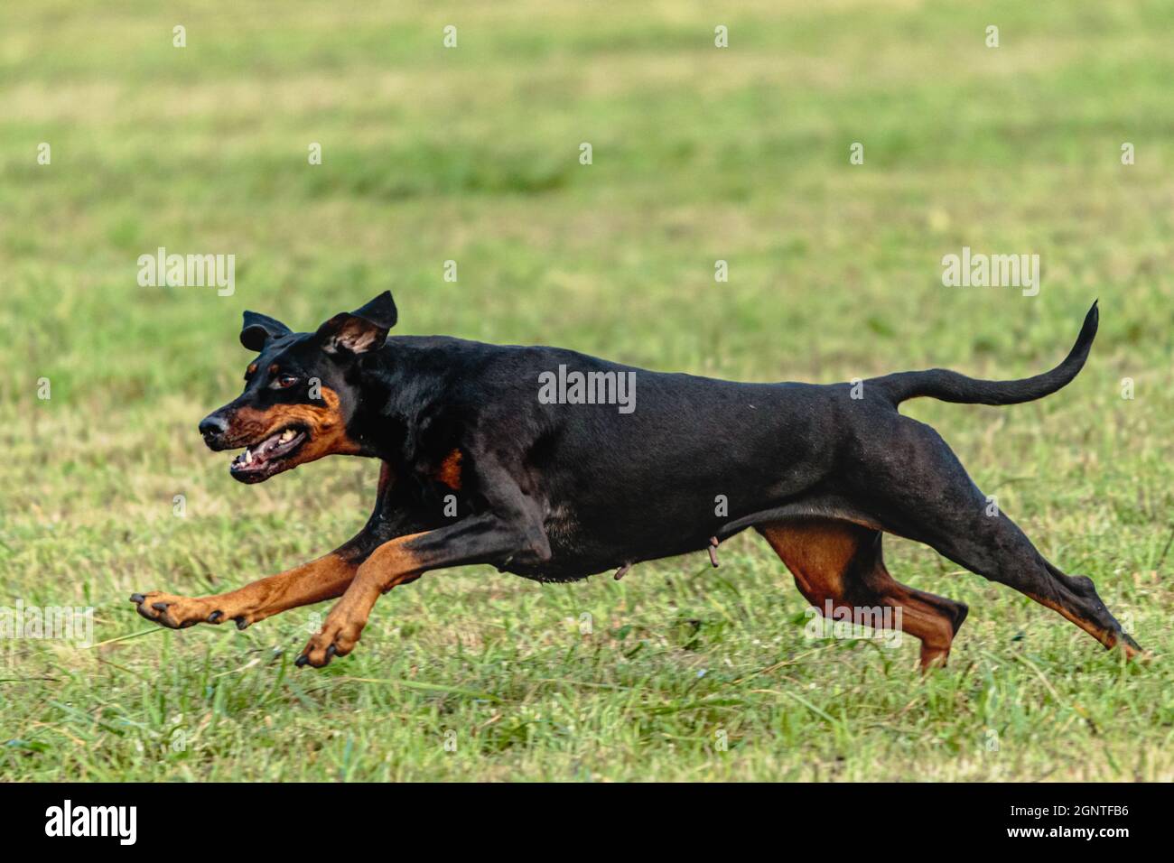 Dobermann dog running and chasing coursing lure on green field Stock Photo