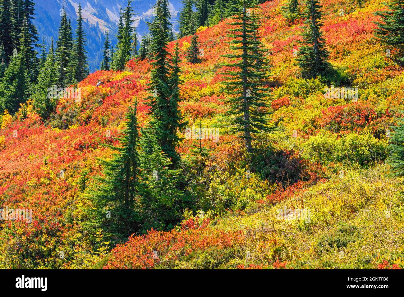 Fall brings a patchwork of warm colors to the volcanic slopes of Mount Rainier National Park in Washington State Stock Photo