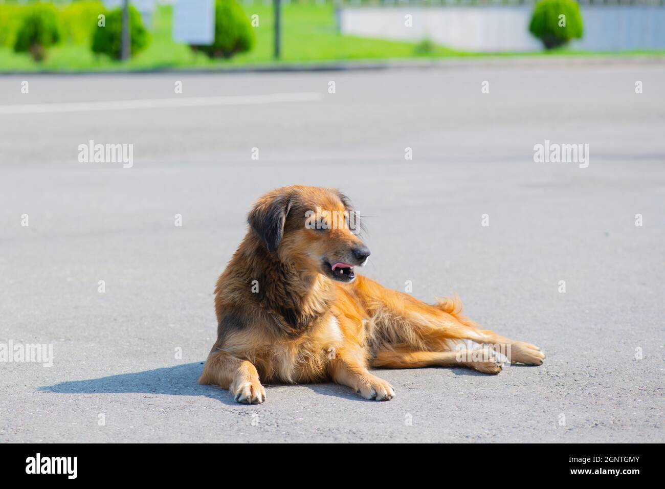 Ginger dog hires stock photography and images Alamy