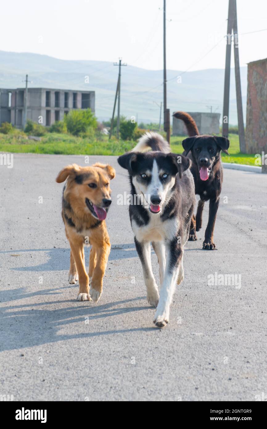 Can Dogs Run On The Road