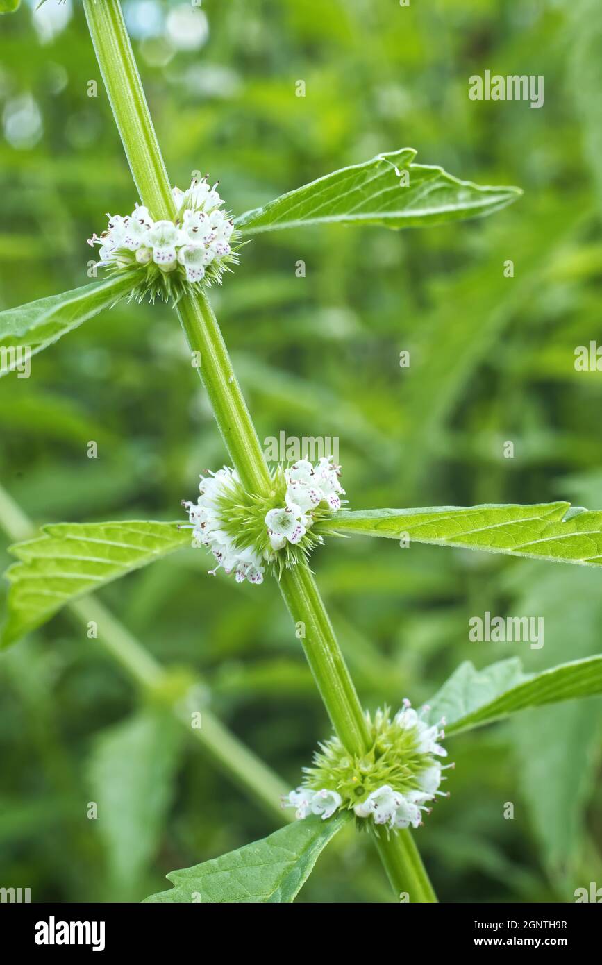 Lycopus europaeus, also known as gypsywort, gipsywort, bugleweed, European bugleweed and water horehound. Blooming plant. Stock Photo