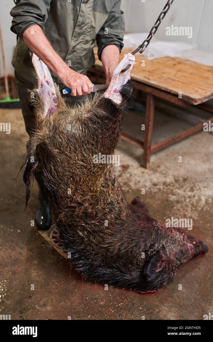 Hunter skinning and dressing freshly killed feral pig Stock Photo - Alamy