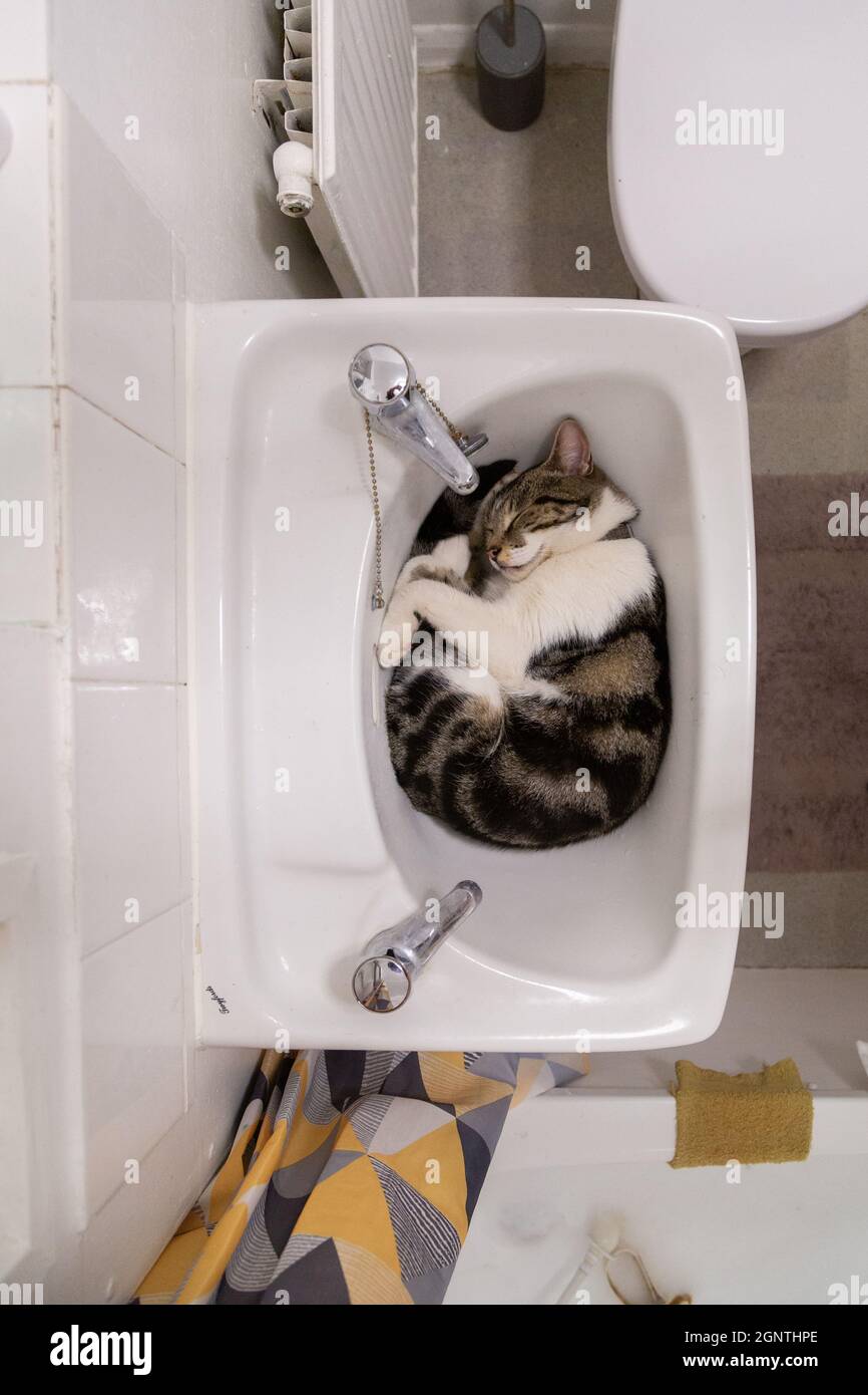 Sleeping cat in sink hires stock photography and images Alamy