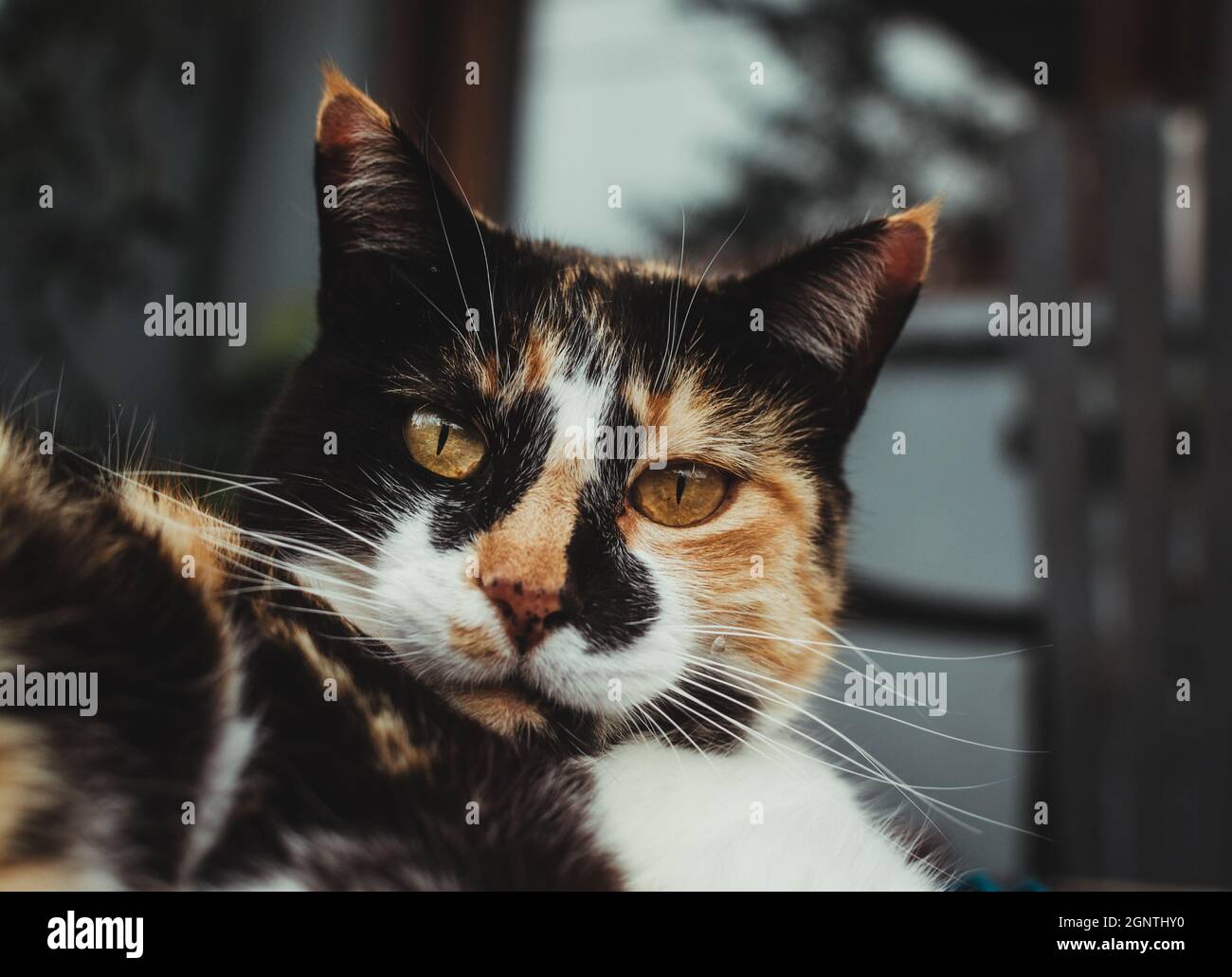 Cat with pattern hi-res stock photography and images - Alamy