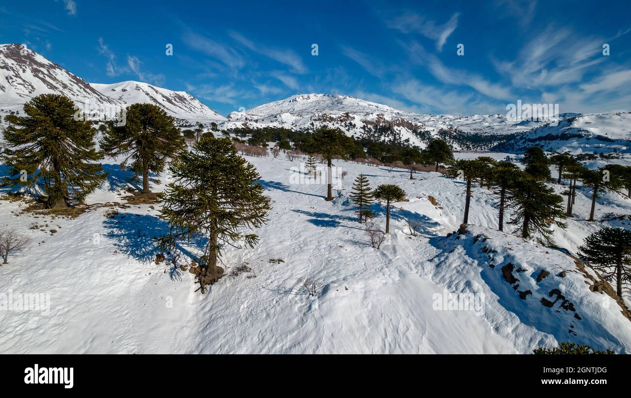 View of araucarias with snow with the Copahue volcano on the background Stock Photo