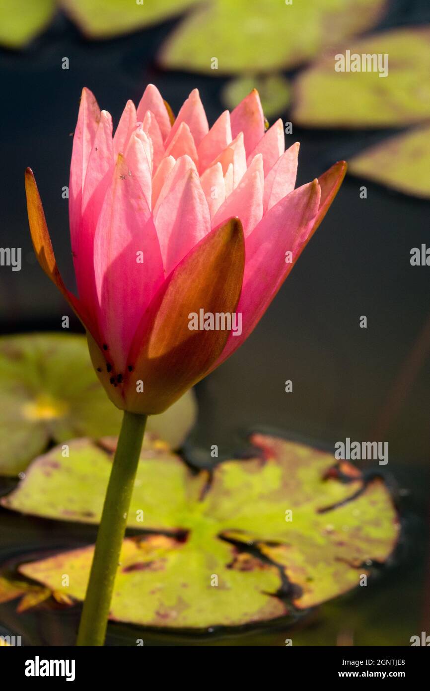 Nymphaea Pink Opal, Nymphaea Water lily pond garden Opening flower water lily flower portrait Stock Photo