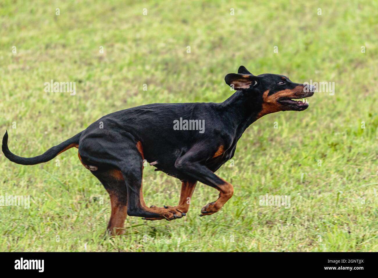 Dobermann dog running and chasing coursing lure on green field Stock Photo