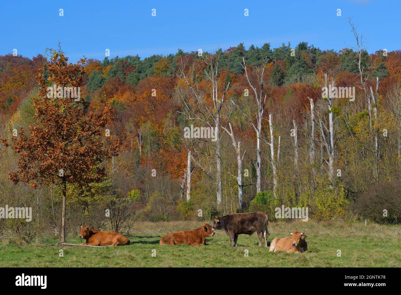 Autumn in Bavaria Stock Photo - Alamy