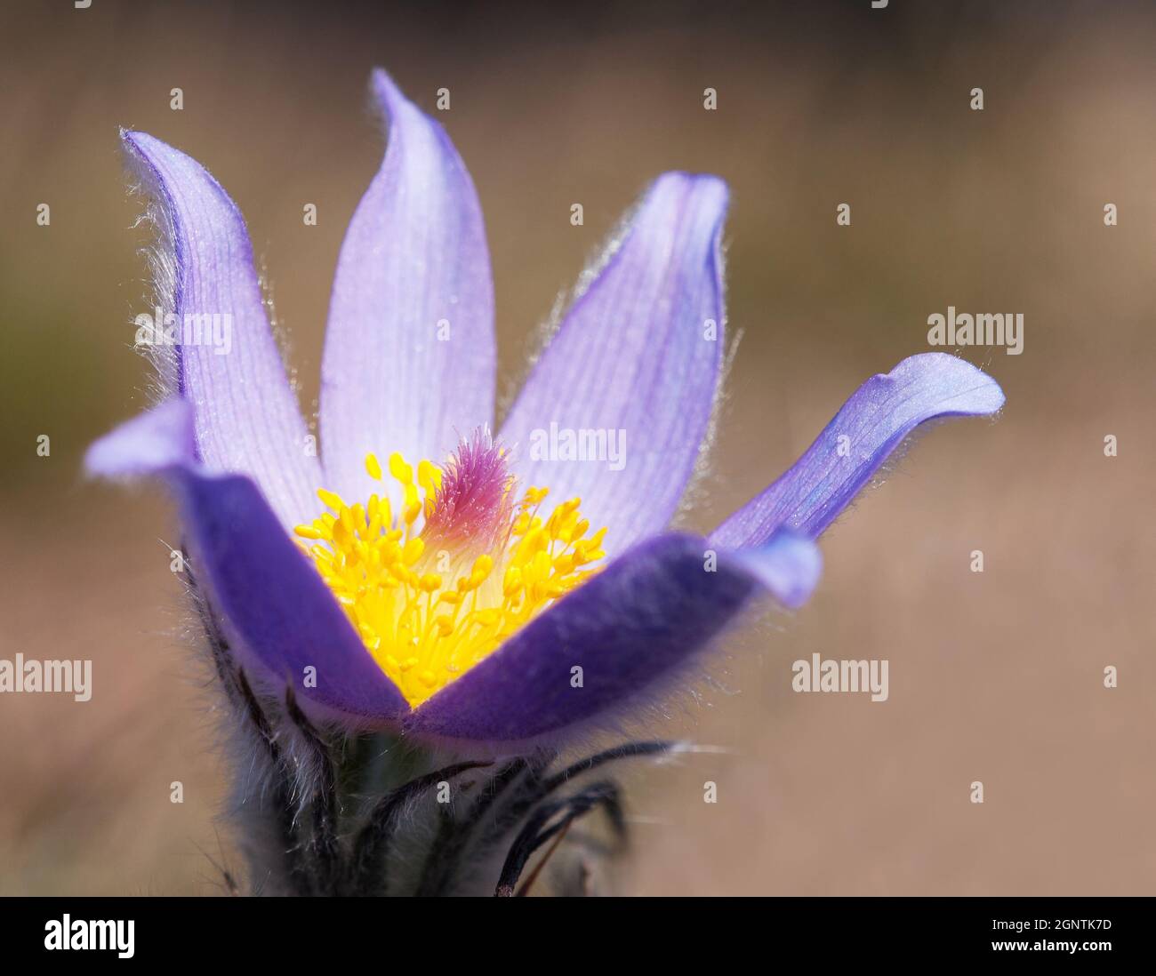 beautiful blue and yellow early springy flower of pasqueflower on the meadow Stock Photo