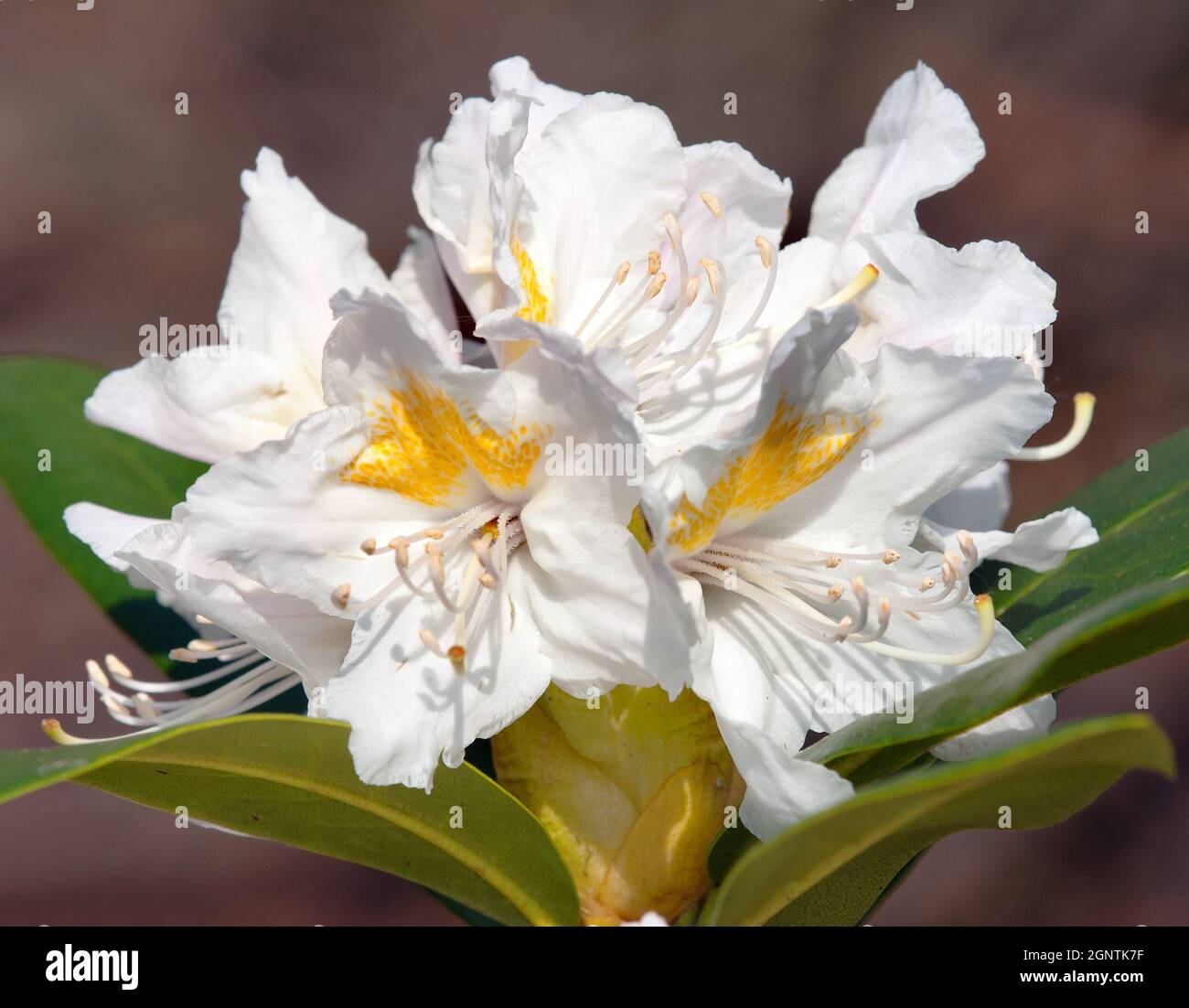 Beautiful white flower of rhododendron Stock Photo Alamy