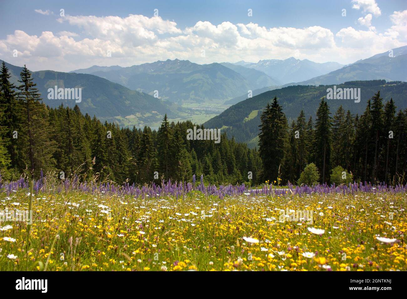 View from Austrian Alps around Zell am See - valley with woods and beautiful flowering alpine meadow - Austria Stock Photo