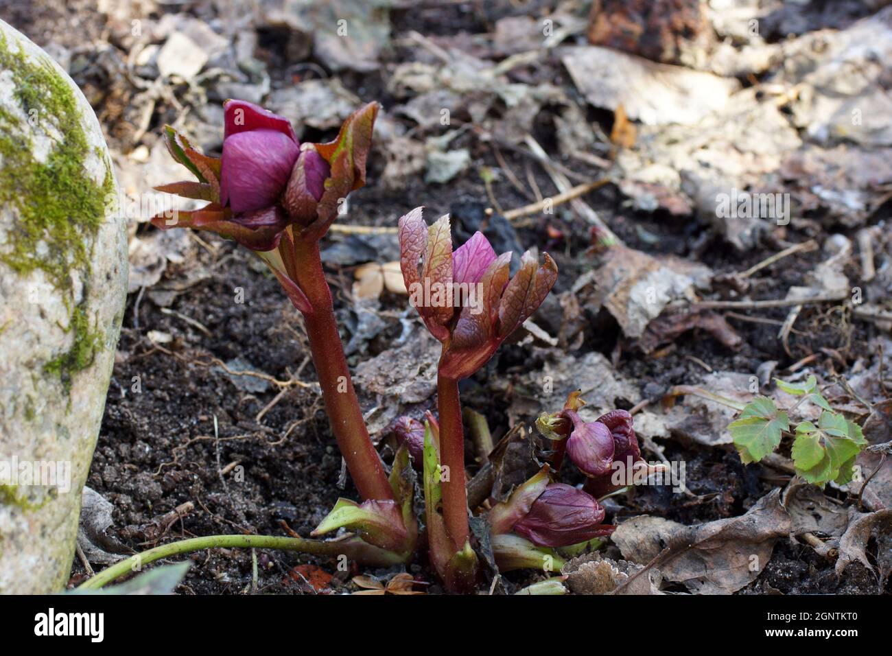 Hellebore in a garden. Commonly known as hellebores, the Eurasian genus Helleborus. Stock Photo