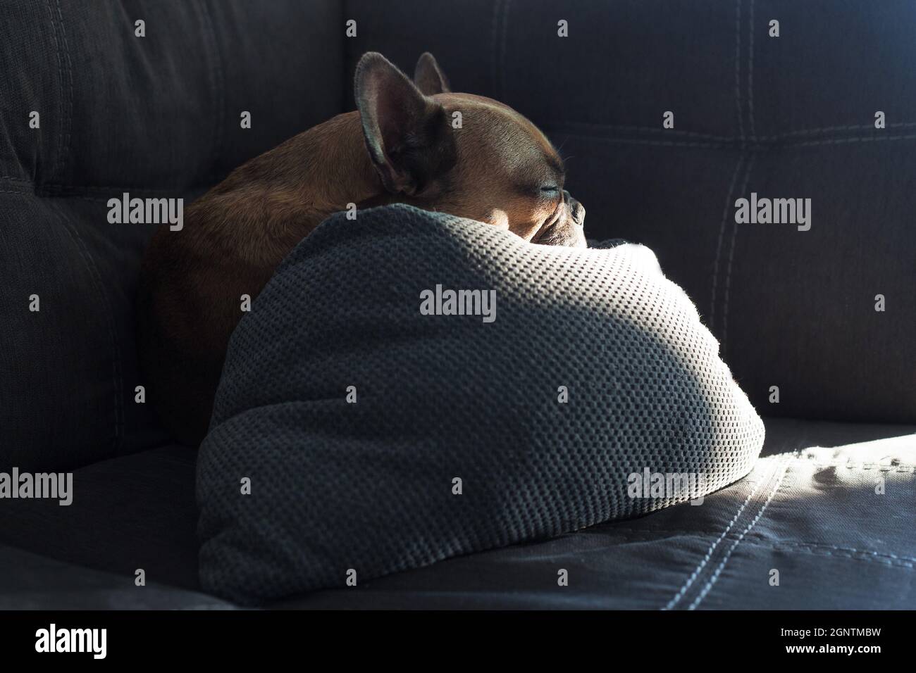 A french bulldog sleeping propped up on a pillow on a sofa Stock Photo