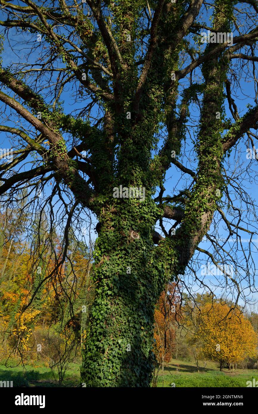 Autumn Coloring Stock Photo