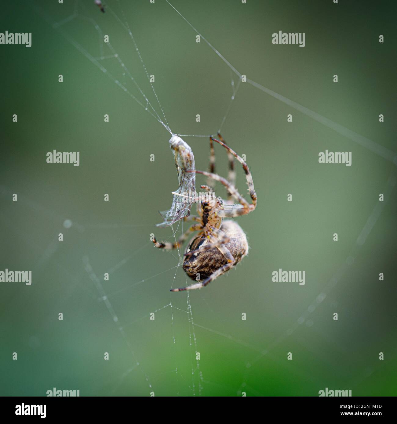 Fat spiders hires stock photography and images Alamy