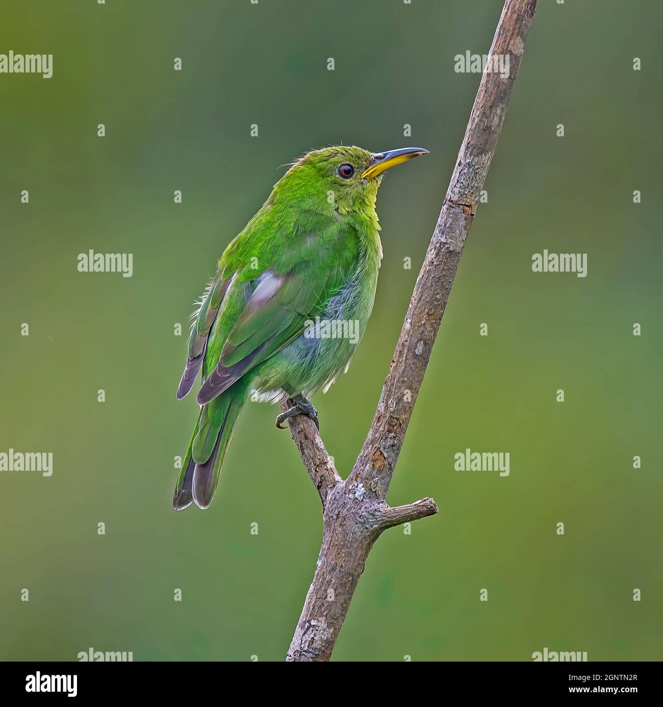 Green Honeycreeper Chlorophanes Spiza Stock Photo Alamy green-honeycreeper-chlorophanes-spiza-stock-photo-alamy