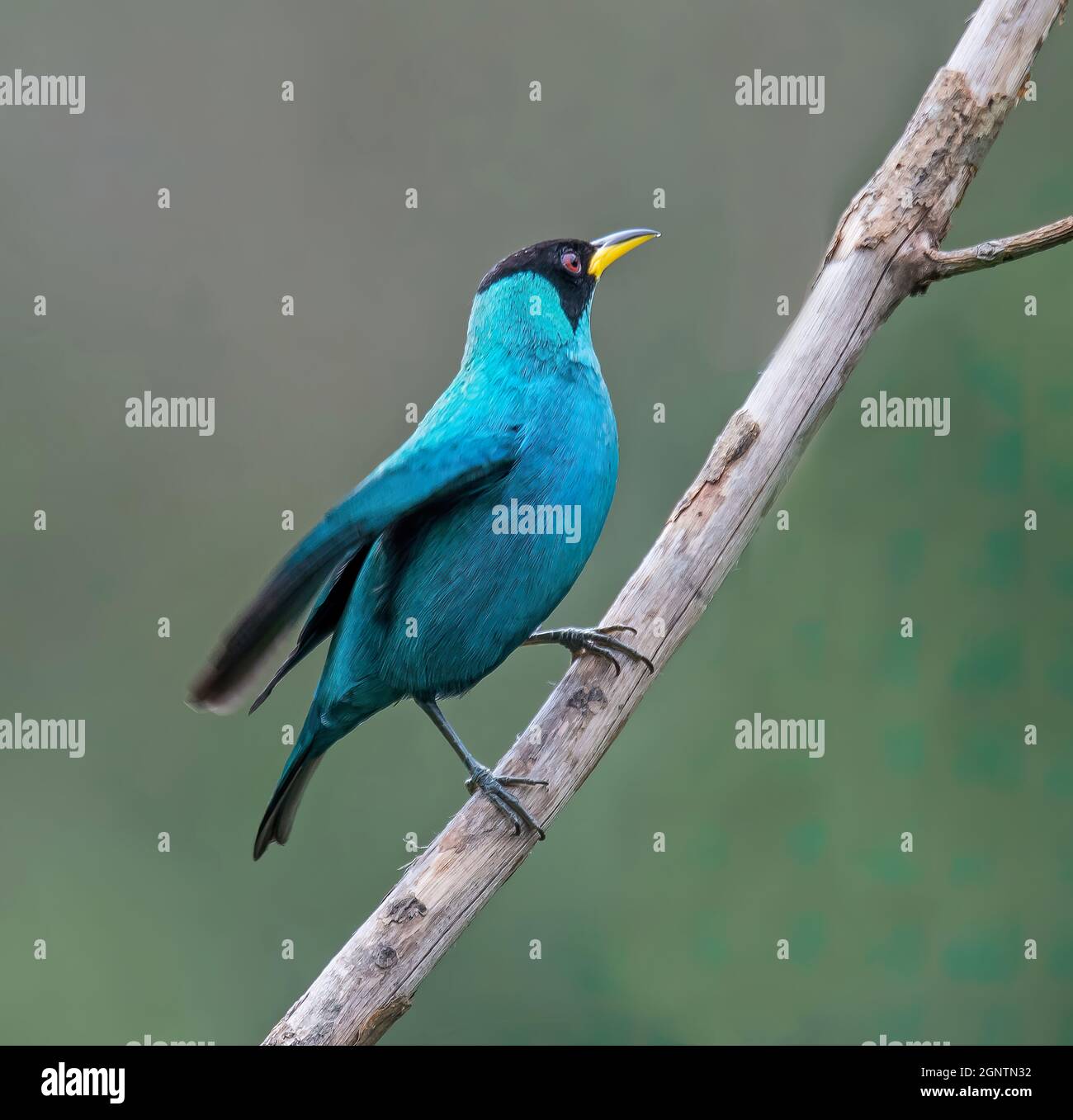 Green honeycreeper and asa hi-res stock photography and images - Alamy