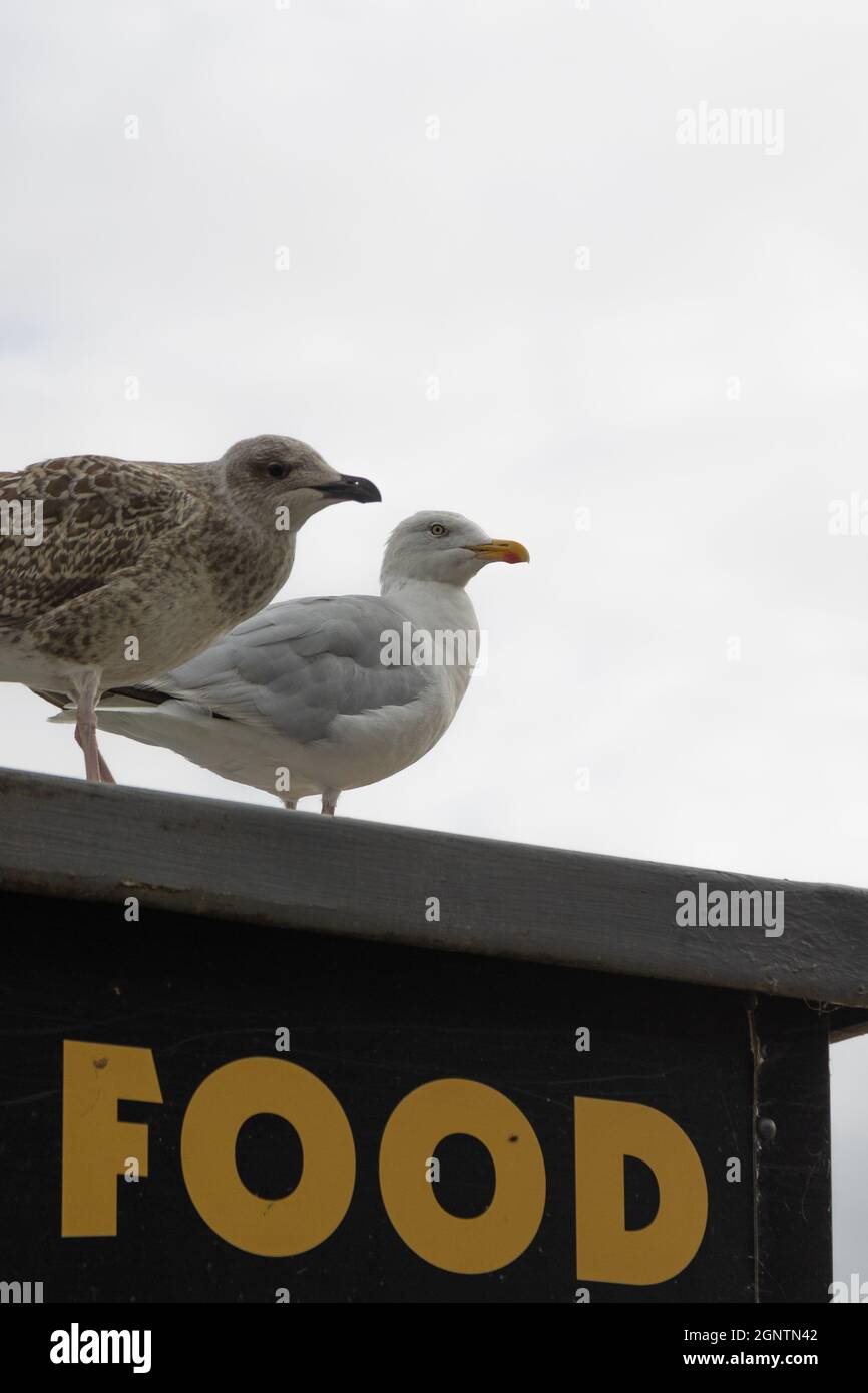 Two Herring gulls sit on a shed with the words food underneath. Stock Photo
