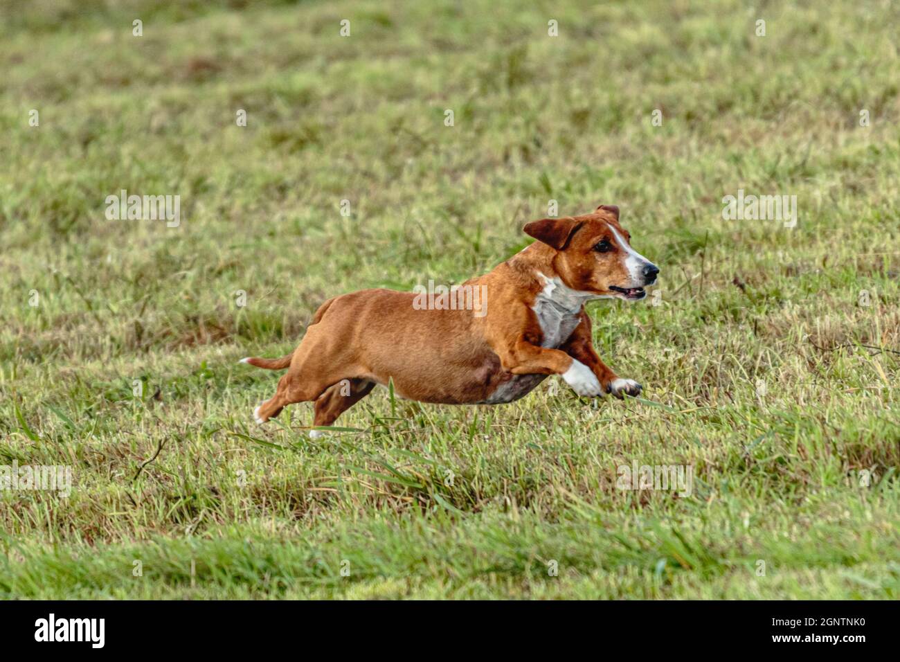 Dog running and chasing coursing lure on green field Stock Photo - Alamy