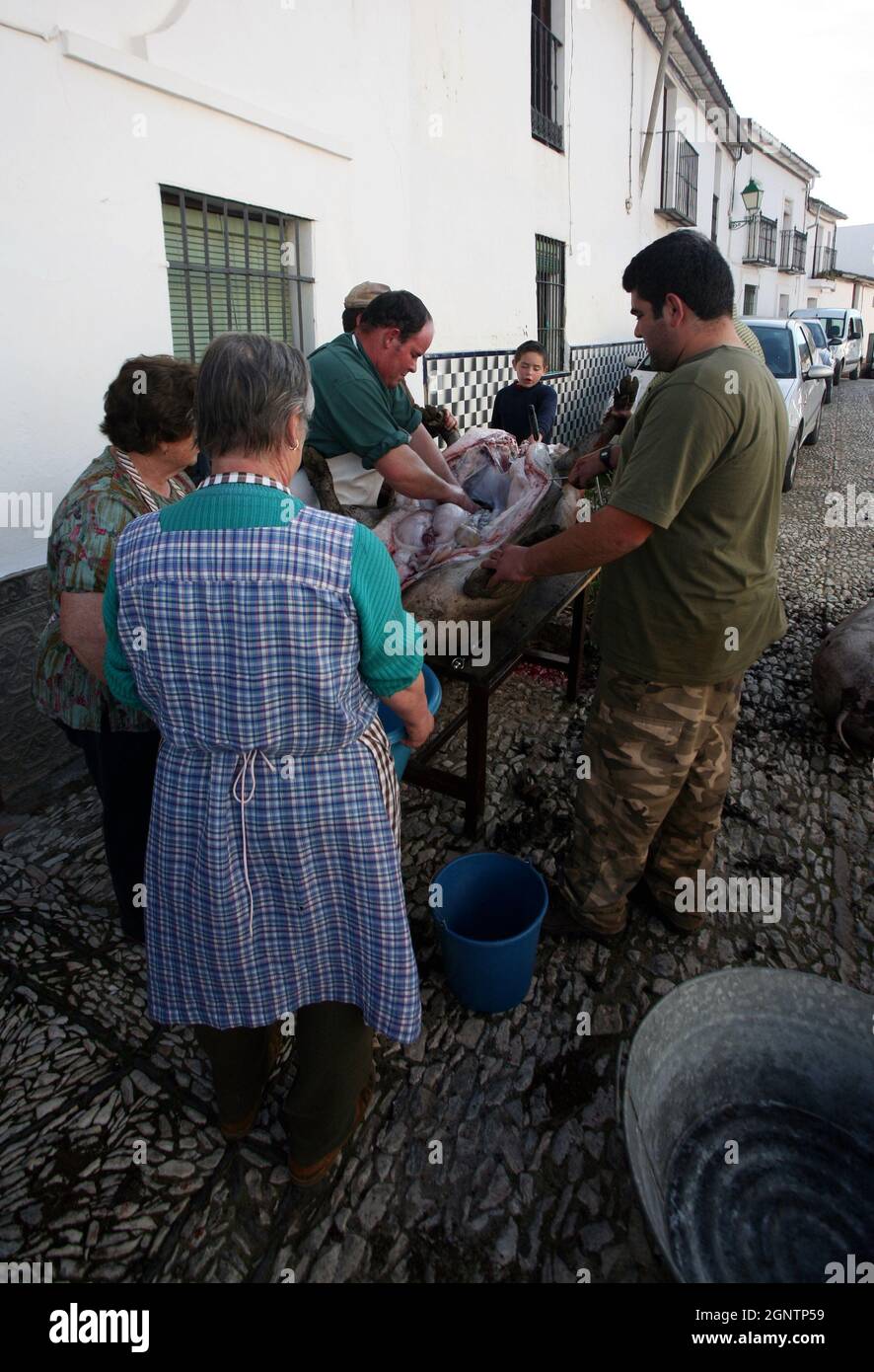 La Matanza: a traditional Spanish pig slaughter observed in Alajar village. Stock Photo