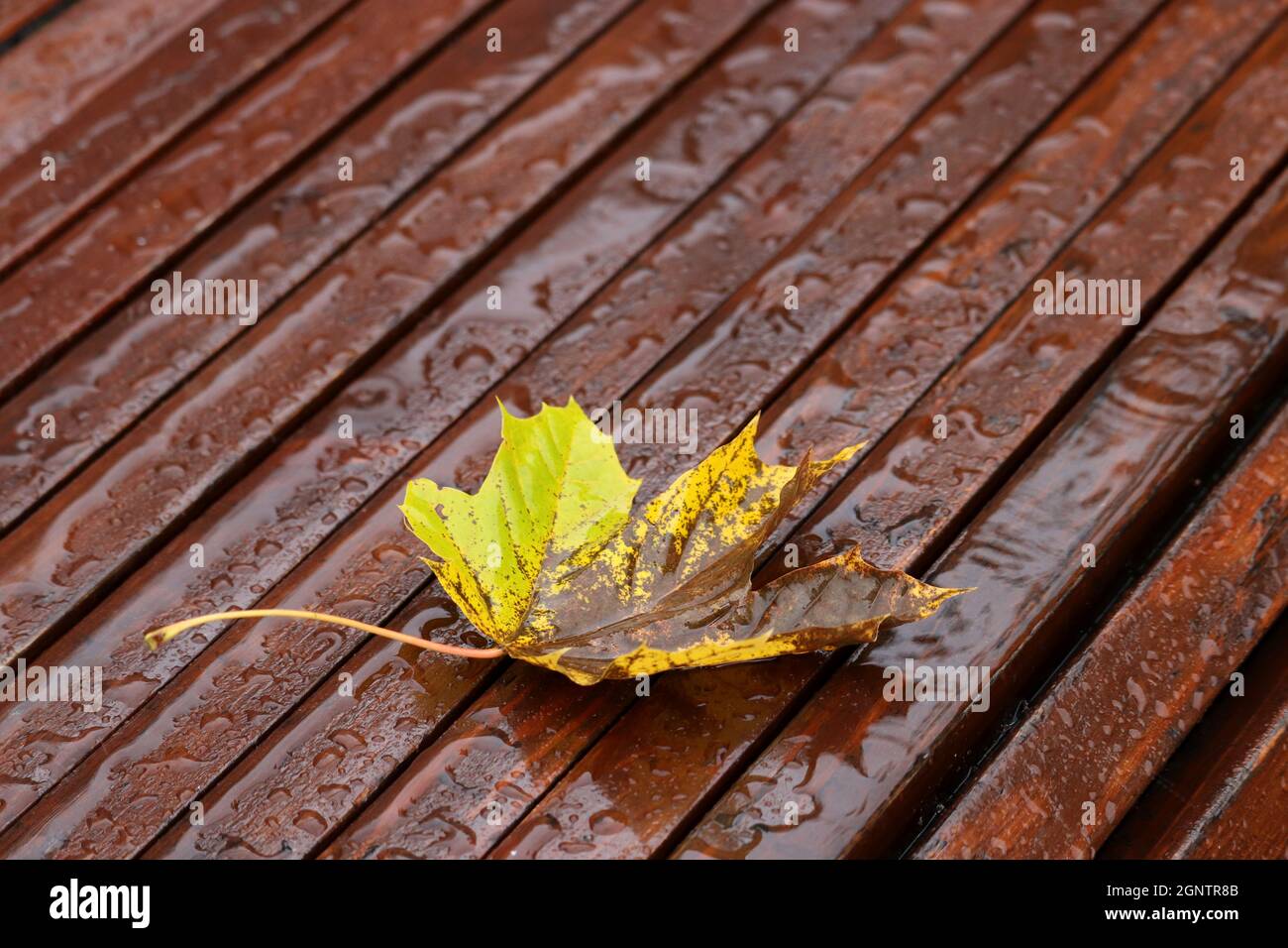 Rain at autumn, fallen maple leaf on a wet wooden bench in the park Stock Photo