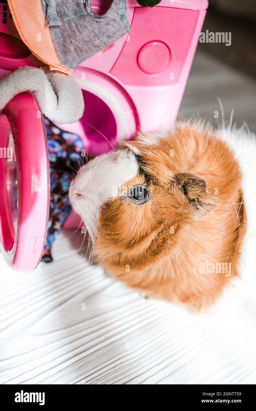 guinea pig washes dolls' clothes with pet hair detergent. Removing lint from rodents' clothing