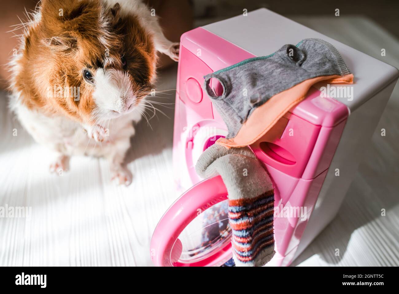 guinea pig washes dolls' clothes with pet hair detergent. Removing lint from rodents' clothing