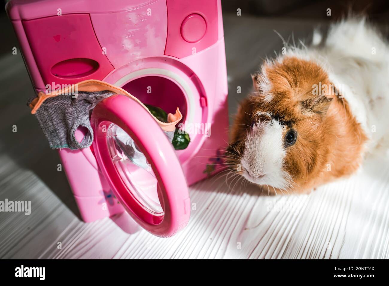 guinea pig washes dolls' clothes with pet hair detergent. Removing lint from rodents' clothing