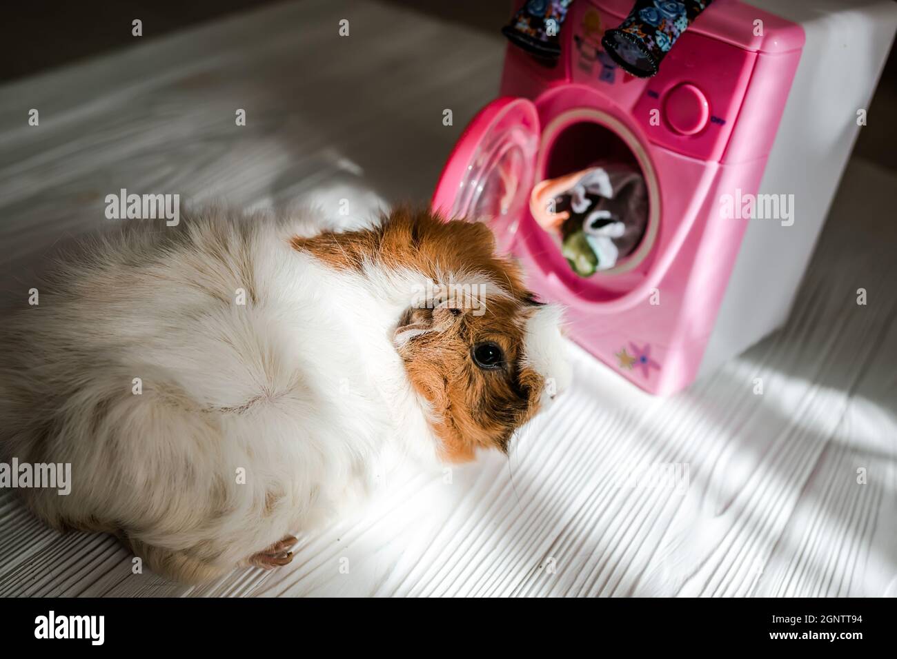 guinea pig washes dolls' clothes with pet hair detergent. Removing lint from rodents' clothing