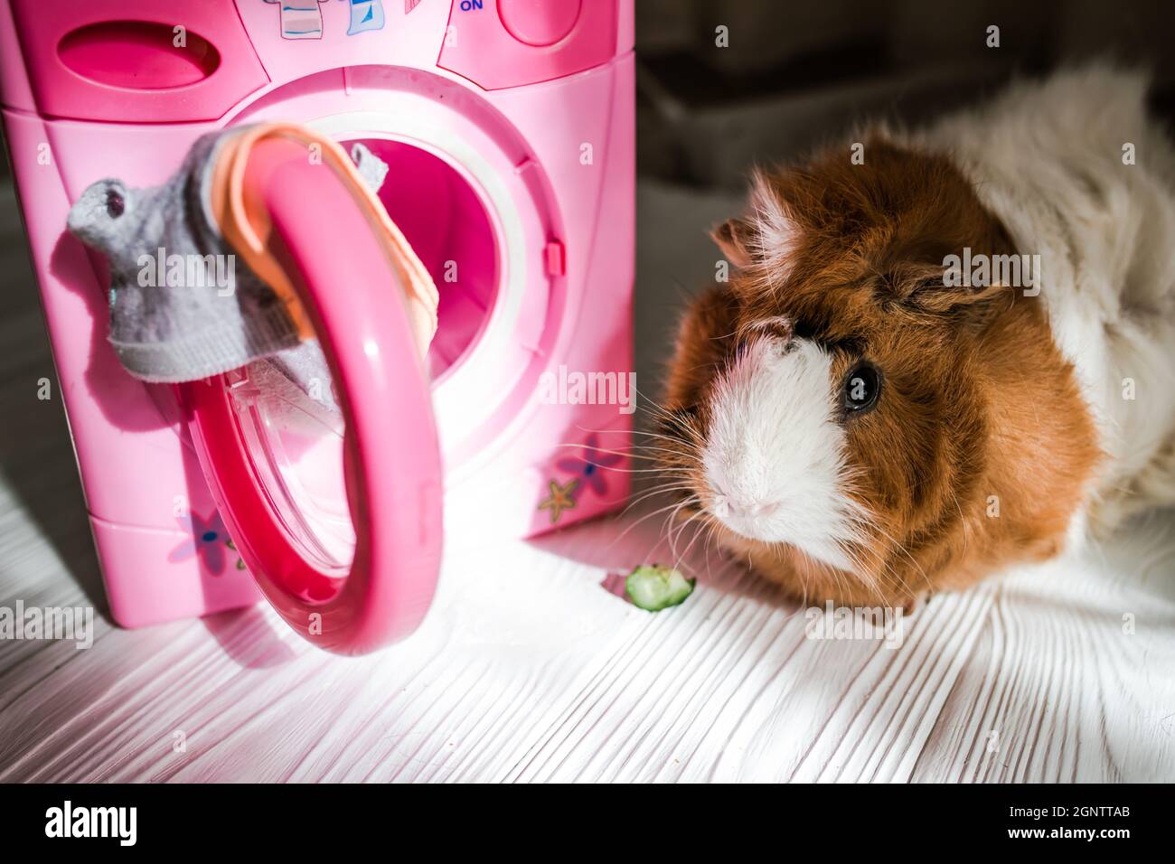 guinea pig washes dolls' clothes with pet hair detergent. Removing lint from rodents' clothing