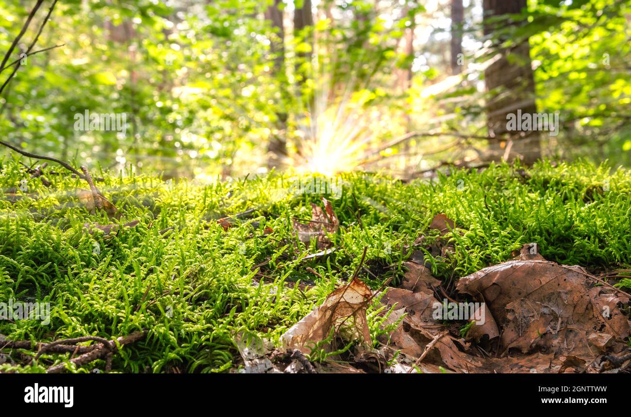 Moss in the sunny forest. Close up. Stock Photo
