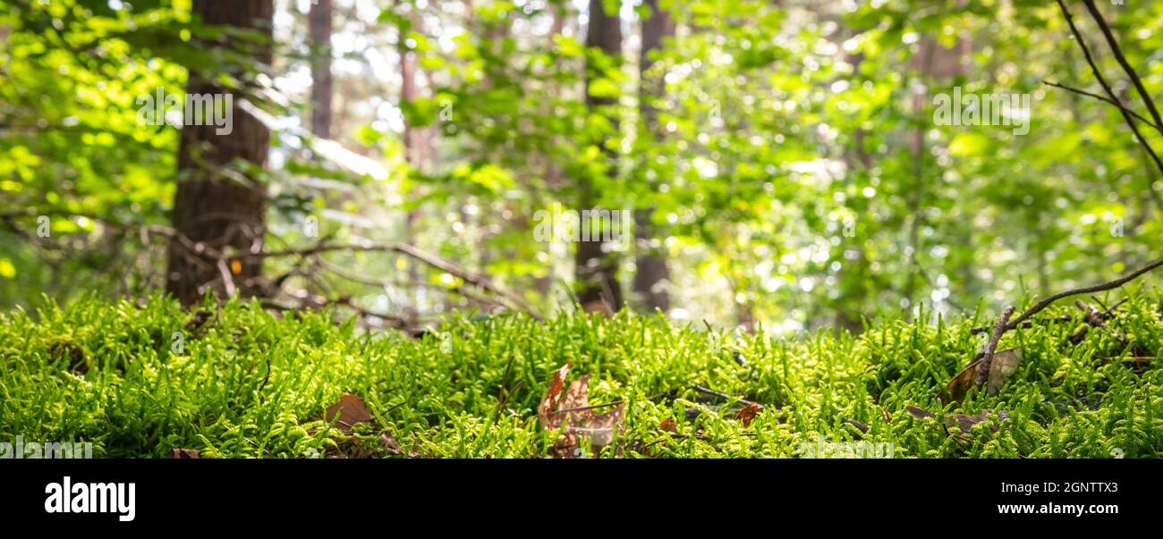 Green moss texture bottom with forest background. Nature banner. Stock Photo