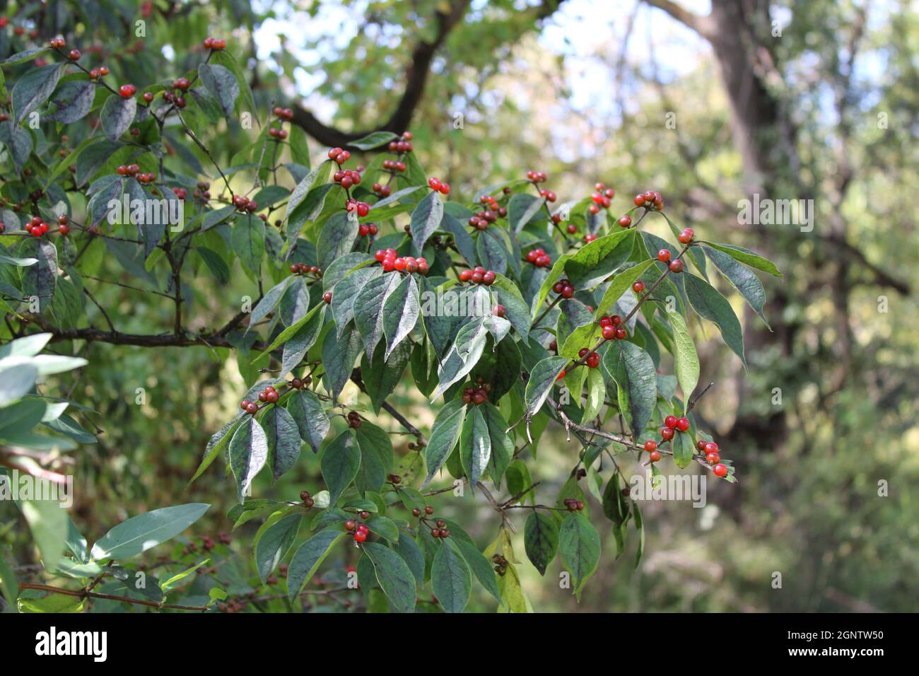 Red Berries on an Amur Honeysuckle Bush in Autumn Stock Photo
