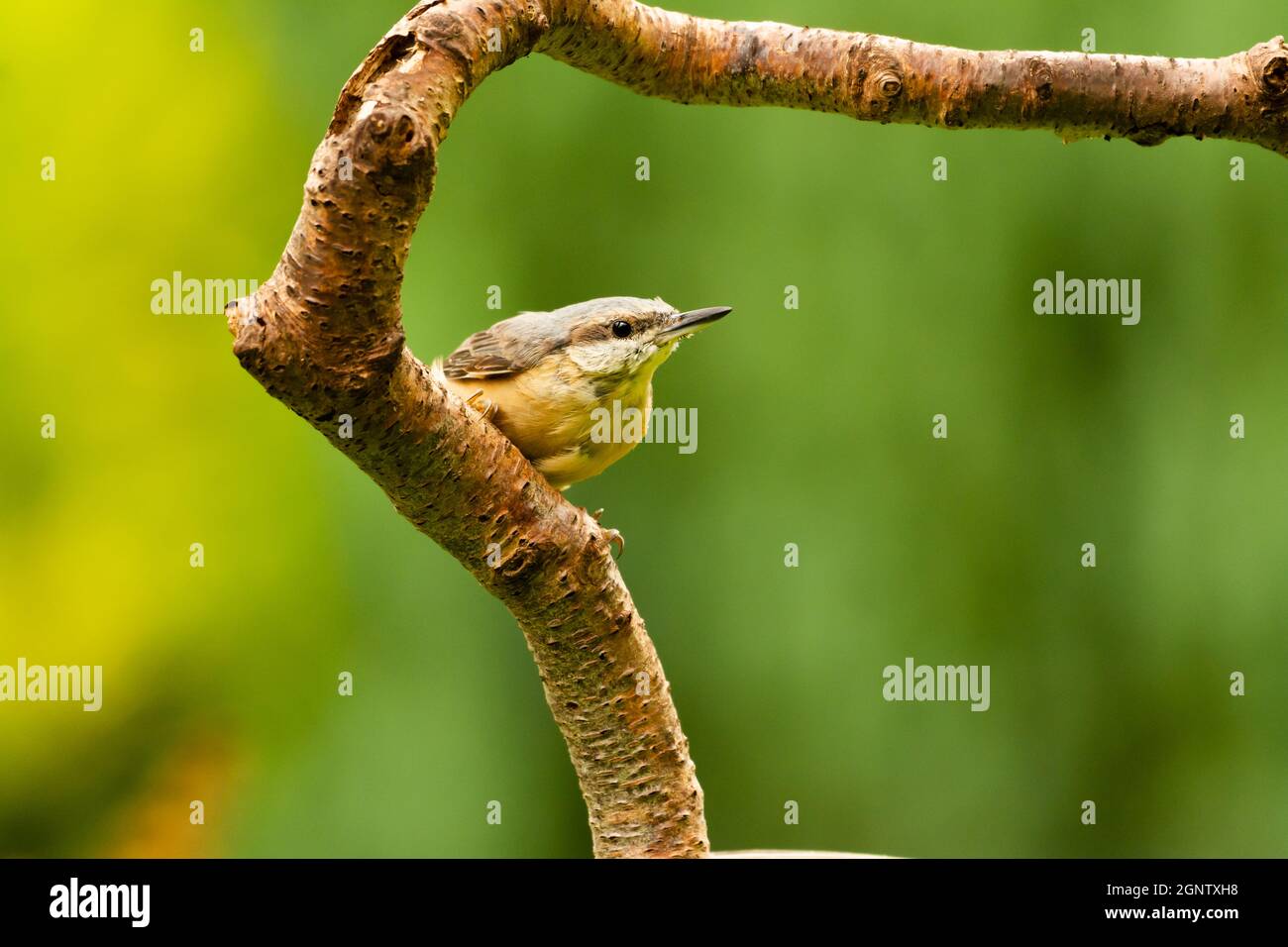 A nuthatch sitting in the curve of a branch Stock Photo