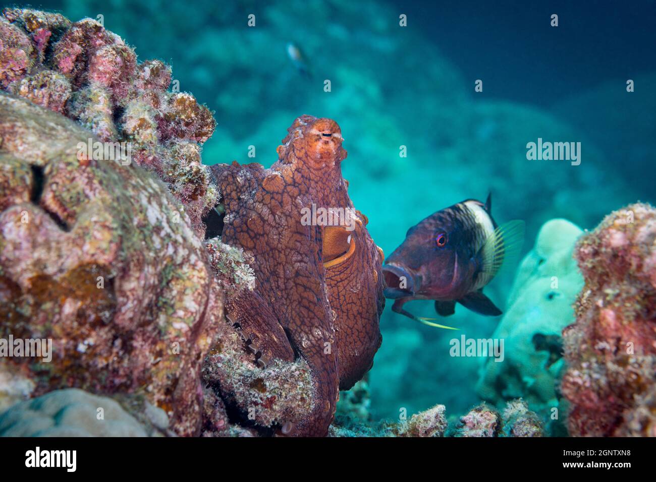 multibar goatfish, , Parupeneus multifasciatus, follows day octopus, or common reef octopus, Octopus cyanea, hoping to snatch small prey flushed out o Stock Photo