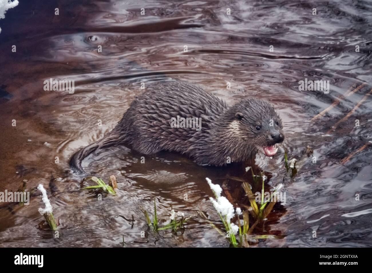 Young otter (Lufra vulgaris) on freezing northern river. In winter, otters leave their father's territory (age 5-6 months). Animal is in state of sear Stock Photo