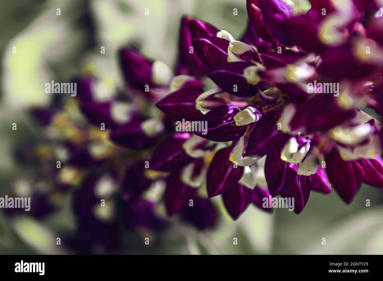 Beautiful purple flower grown in the garden Stock Photo - Alamy