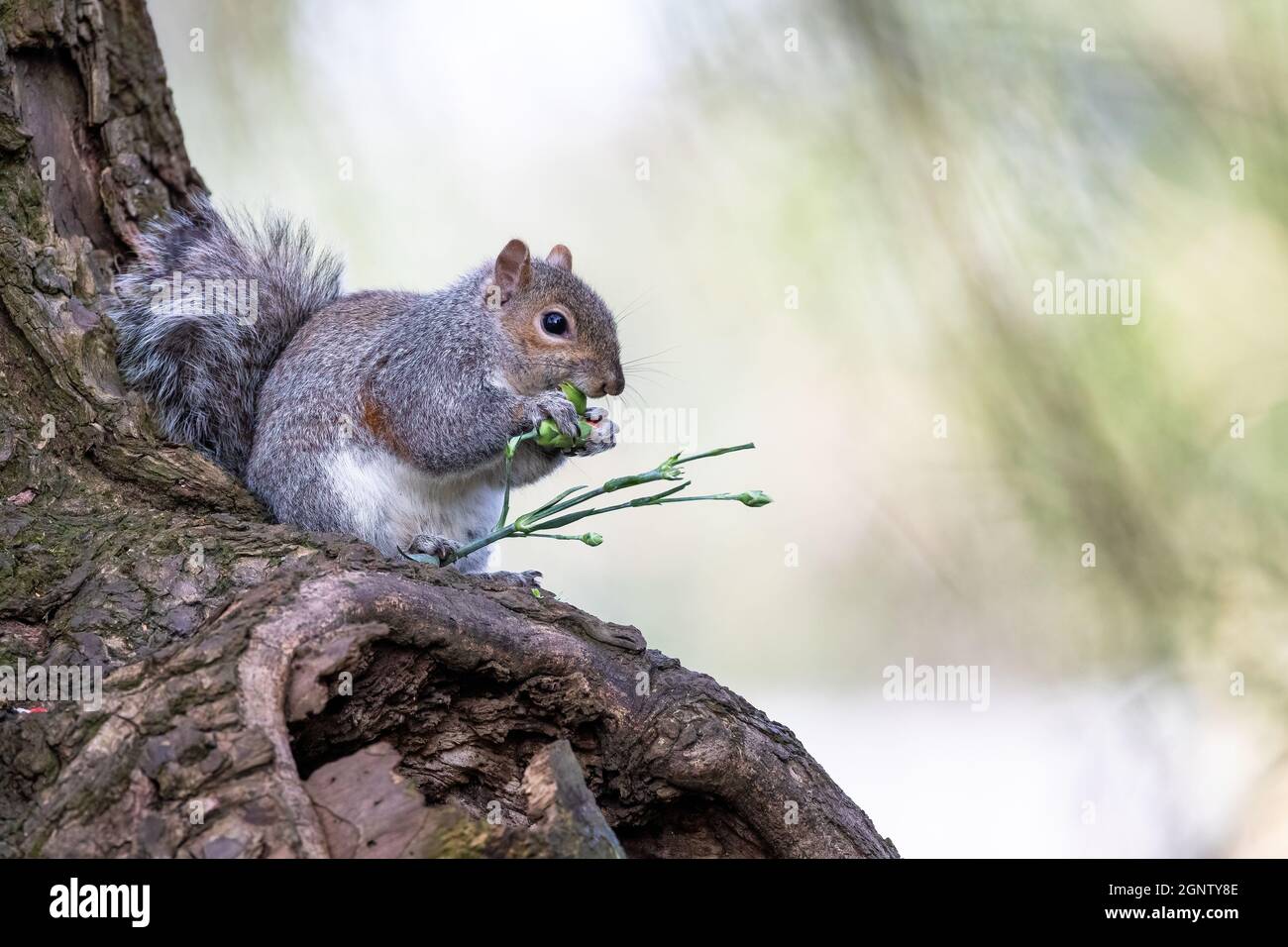 Grey Squirrel - Sciurus carolinensis - eating a flower head with space for copy Stock Photo