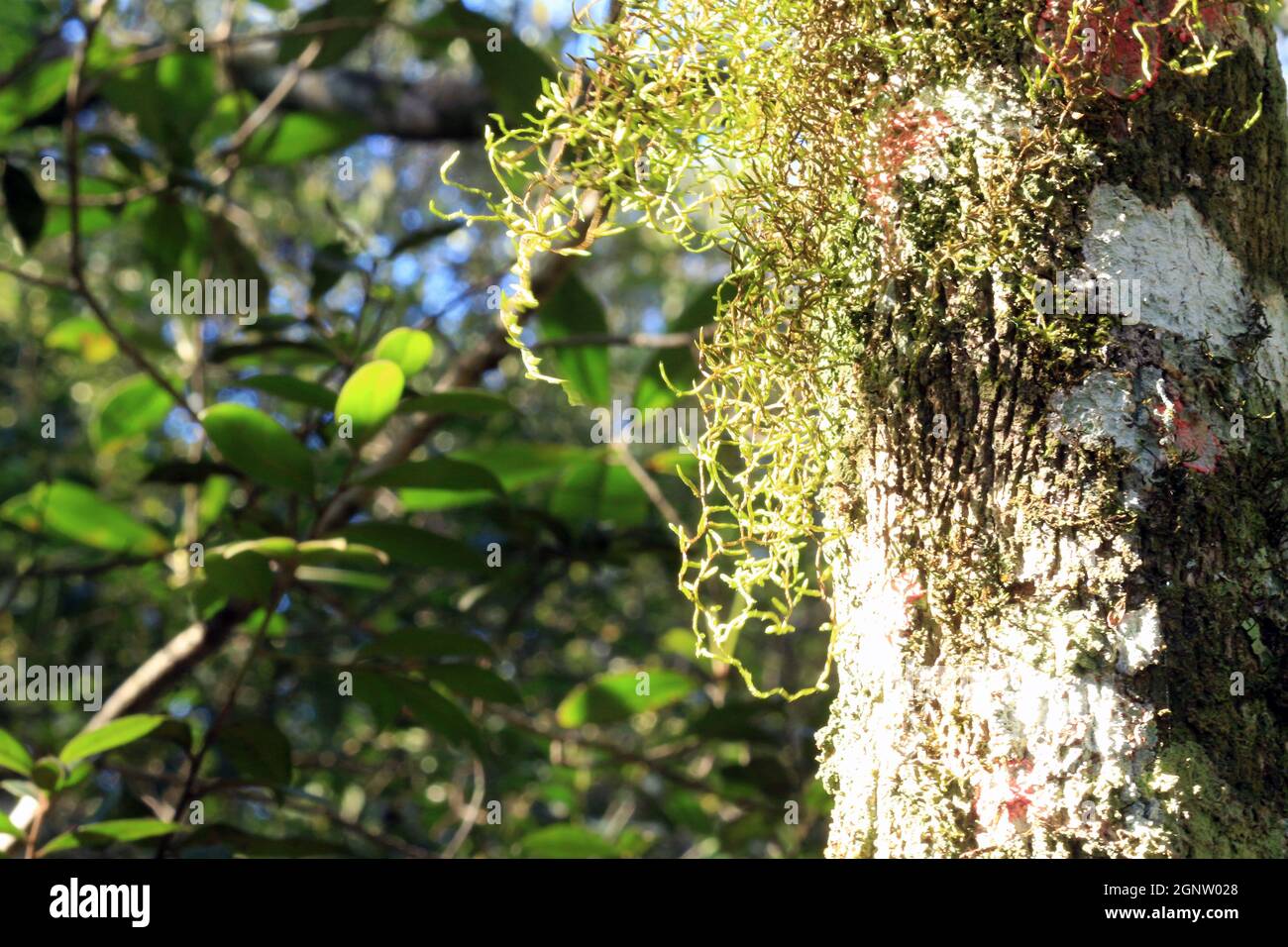 Sprout of trees and other terrestrial epiphytes known as aerial plants. Stock Photo